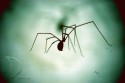 Black Spider